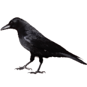 2-black-crow-png-image-thumb